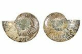 Cut & Polished Ammonite Fossil - Madagascar #379073-1